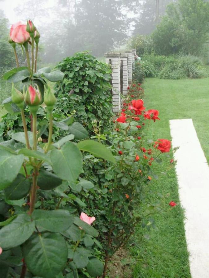 vila zelenac - B&B Požega