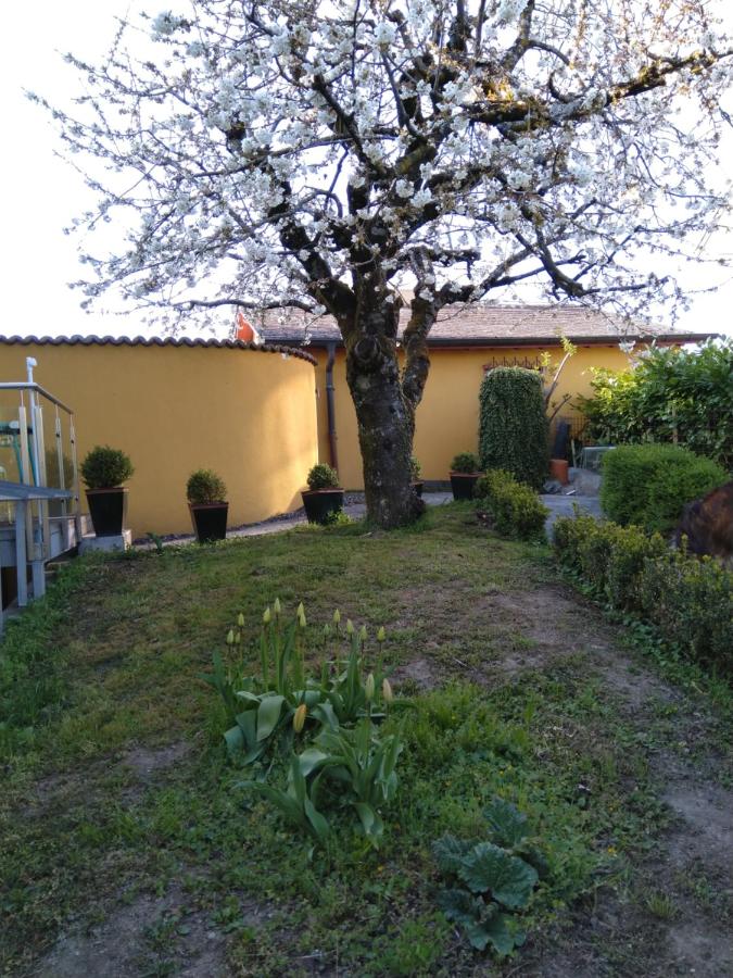 Swiss Borzoi House - B&B
