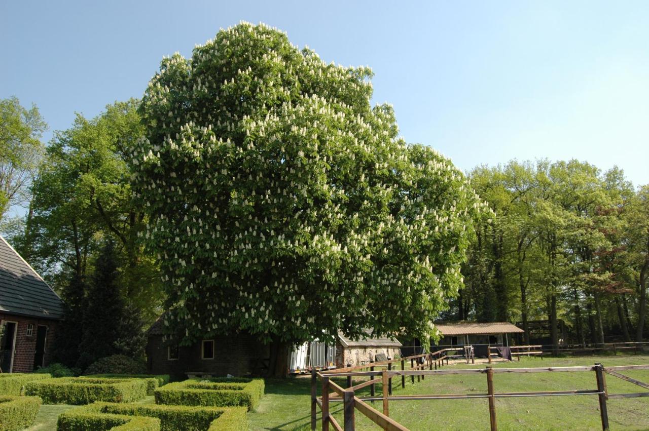 Erve Het Roolvink Boerderij Appartementen 40-50 M2 - B&B