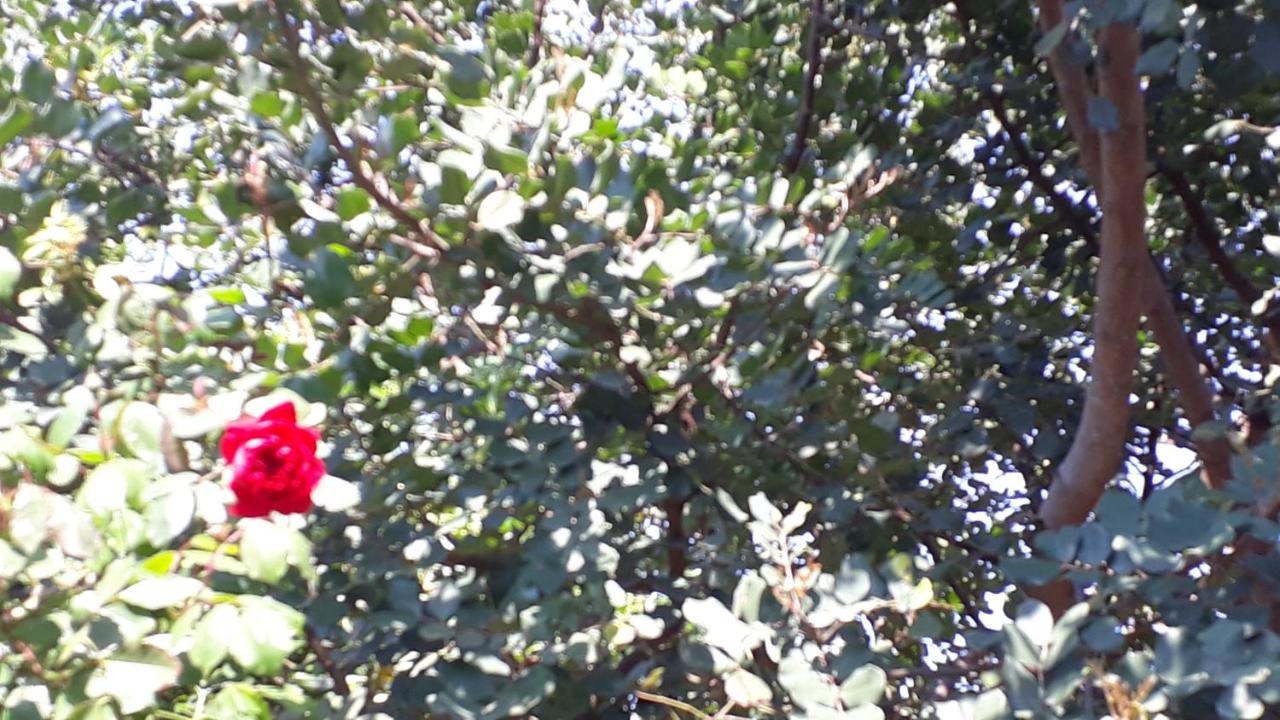 Carrubo - Giardino in città - Ferienwohnung Catania