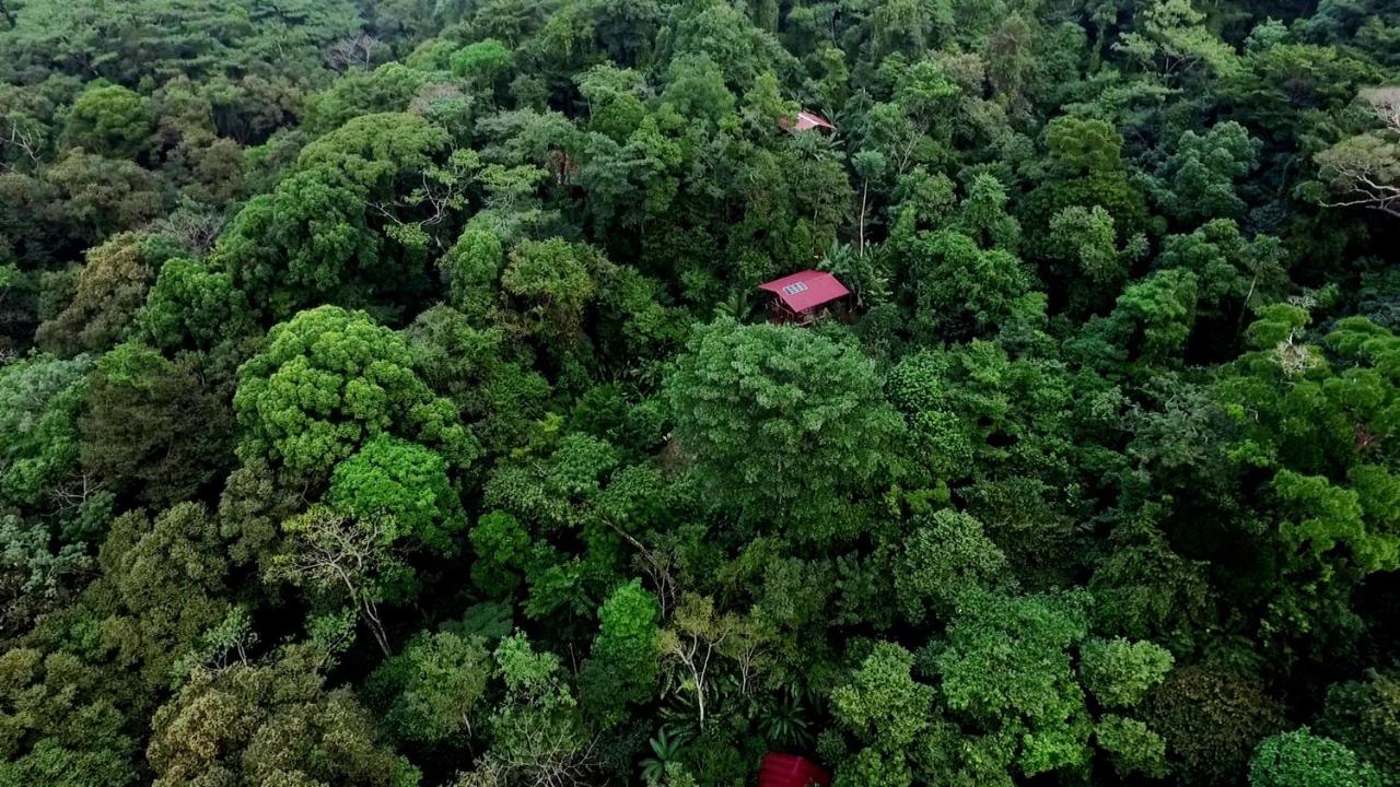 King Treetop Bungalow