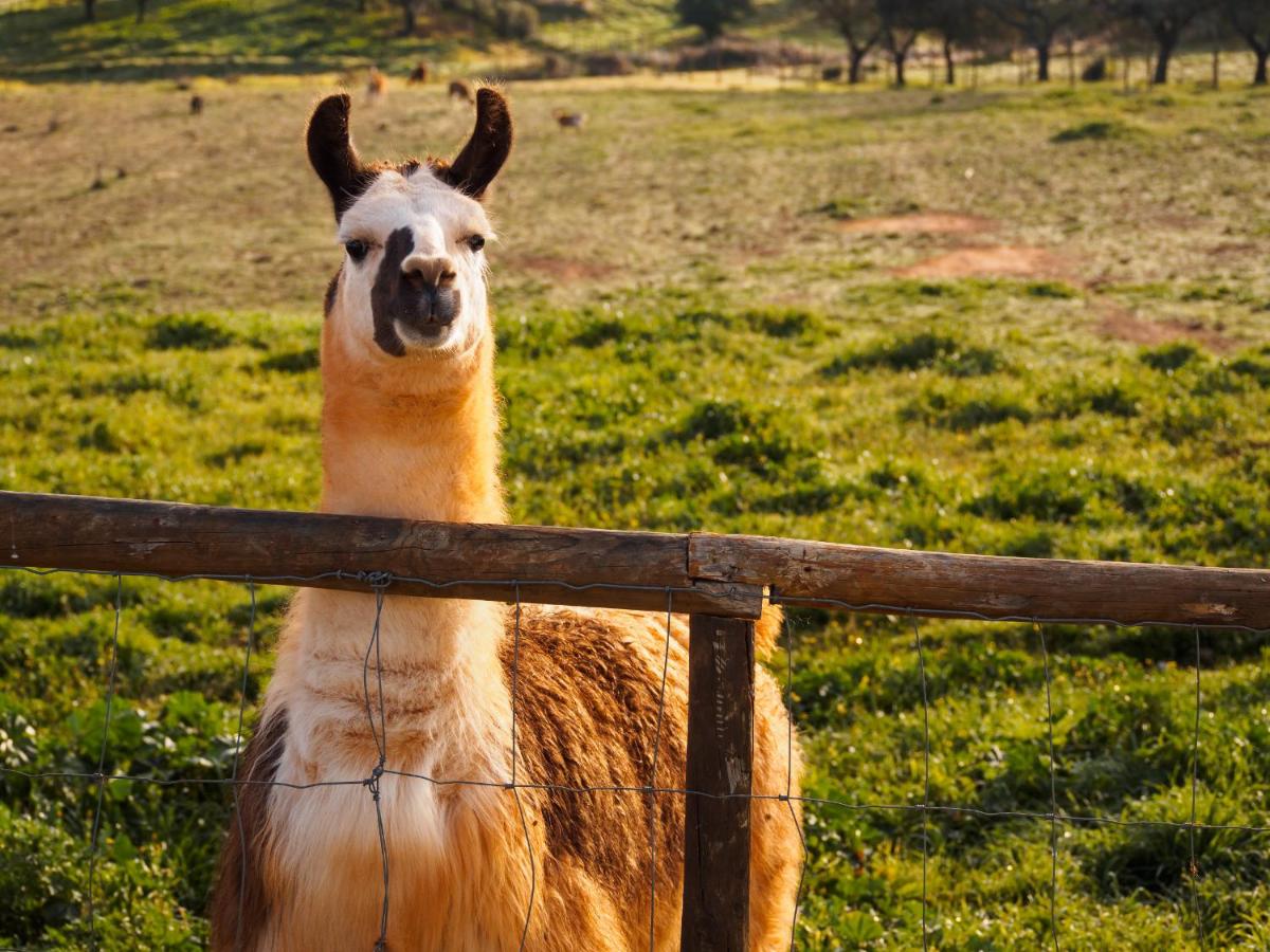 Monte Santa Catarina - B&B Monsaraz