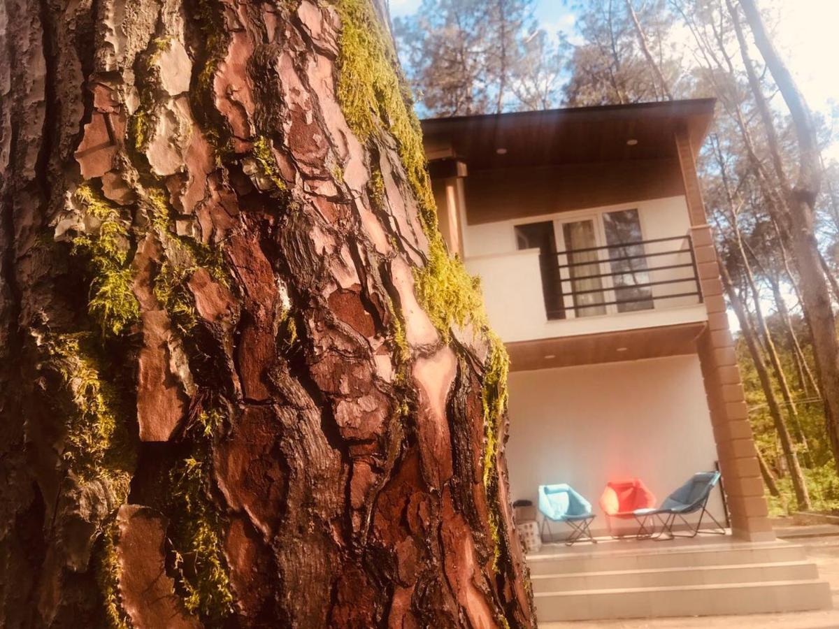 VIP Sweet Home in Shekvetili - Chambres d’hôtes Shek’vetili