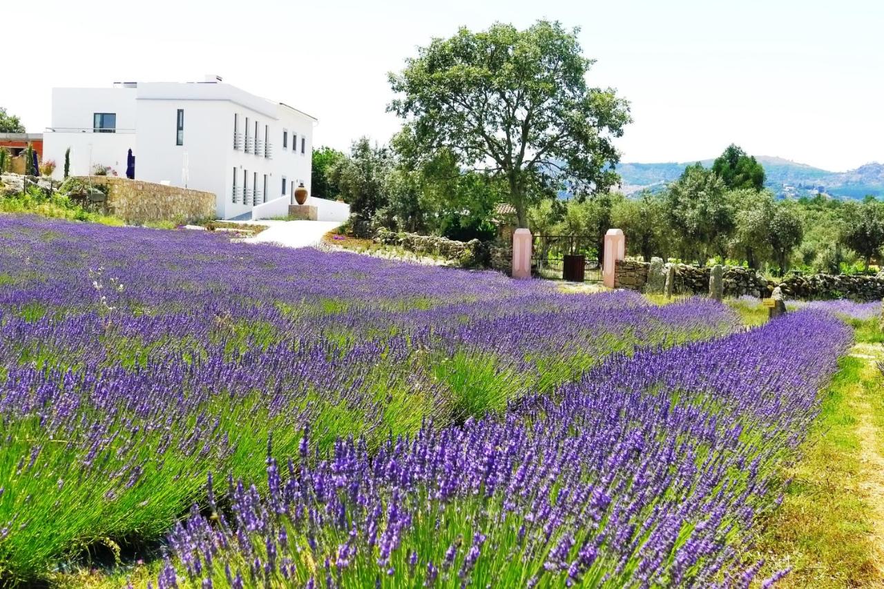 B&B Castelo de Vide - Quinta das Lavandas - Bed and Breakfast Castelo de Vide