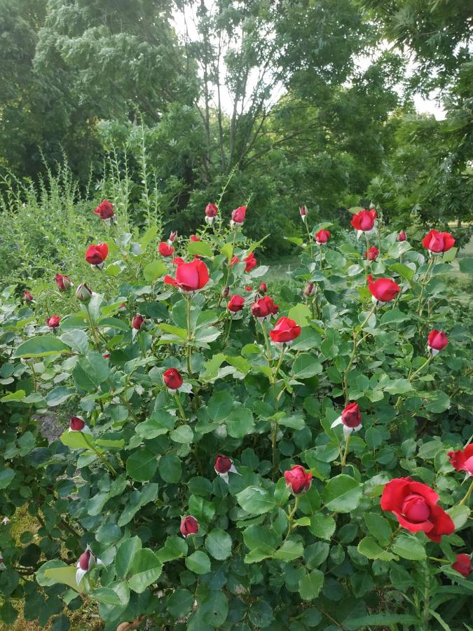 Apartament przy Kamiennej Chacie - B&B Zalewo