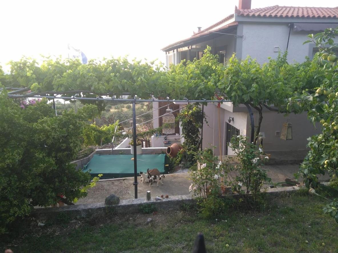 House with fruit trees, olive trees, and sea view. - B&B