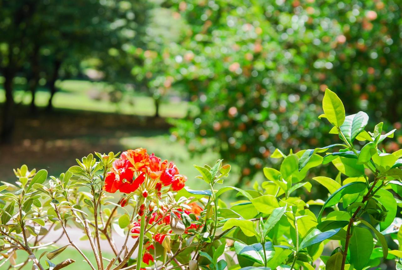 Home & Pet - Fiori - B&B
