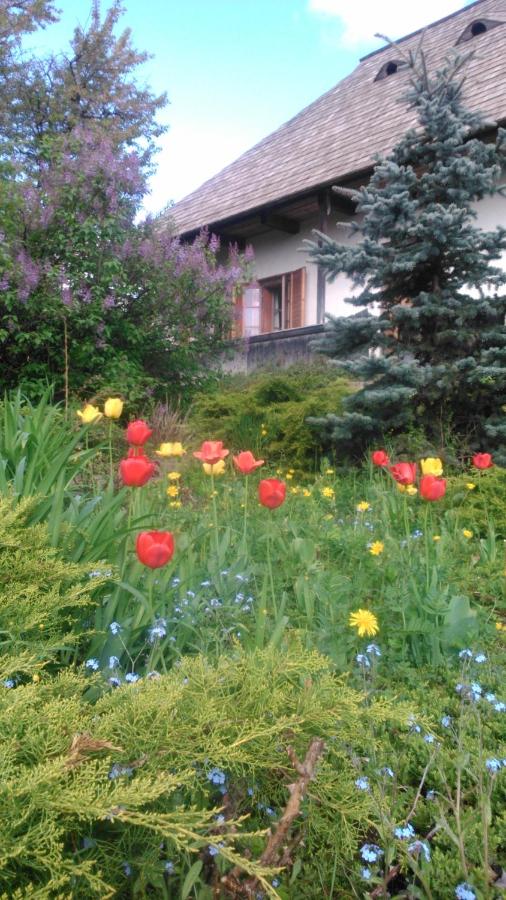 Casa Pintea - Bucovina - B&B