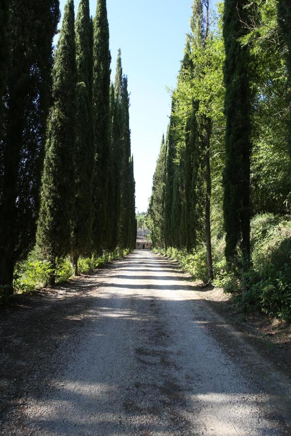 La viola - B&B Bomarzo