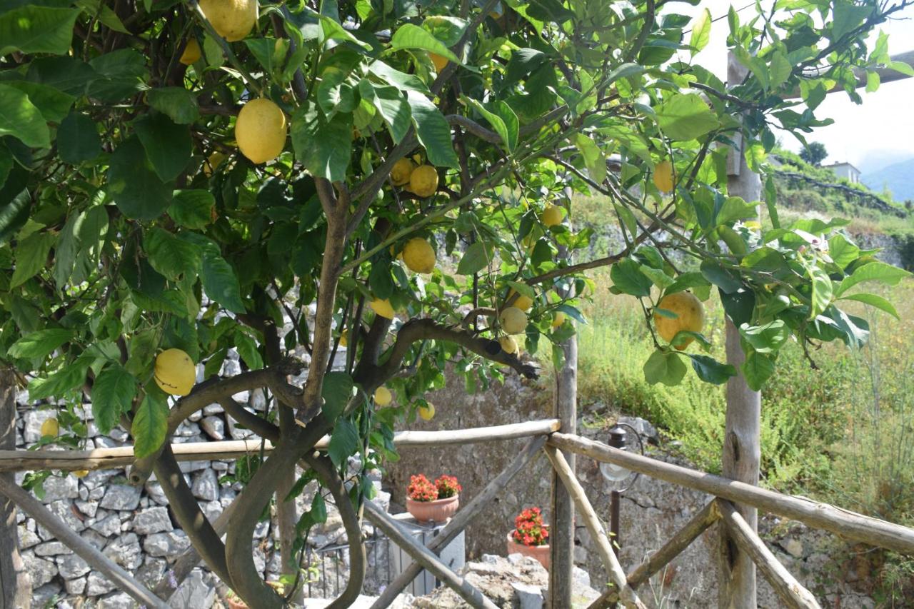 Torre Elisea - B&B Minori