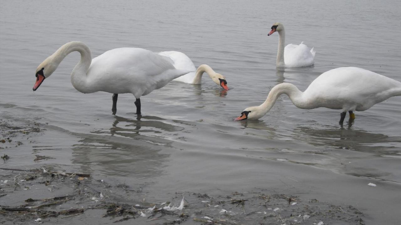 Lovely apartment at Balatonfenyves - B&B Balatonfenyves