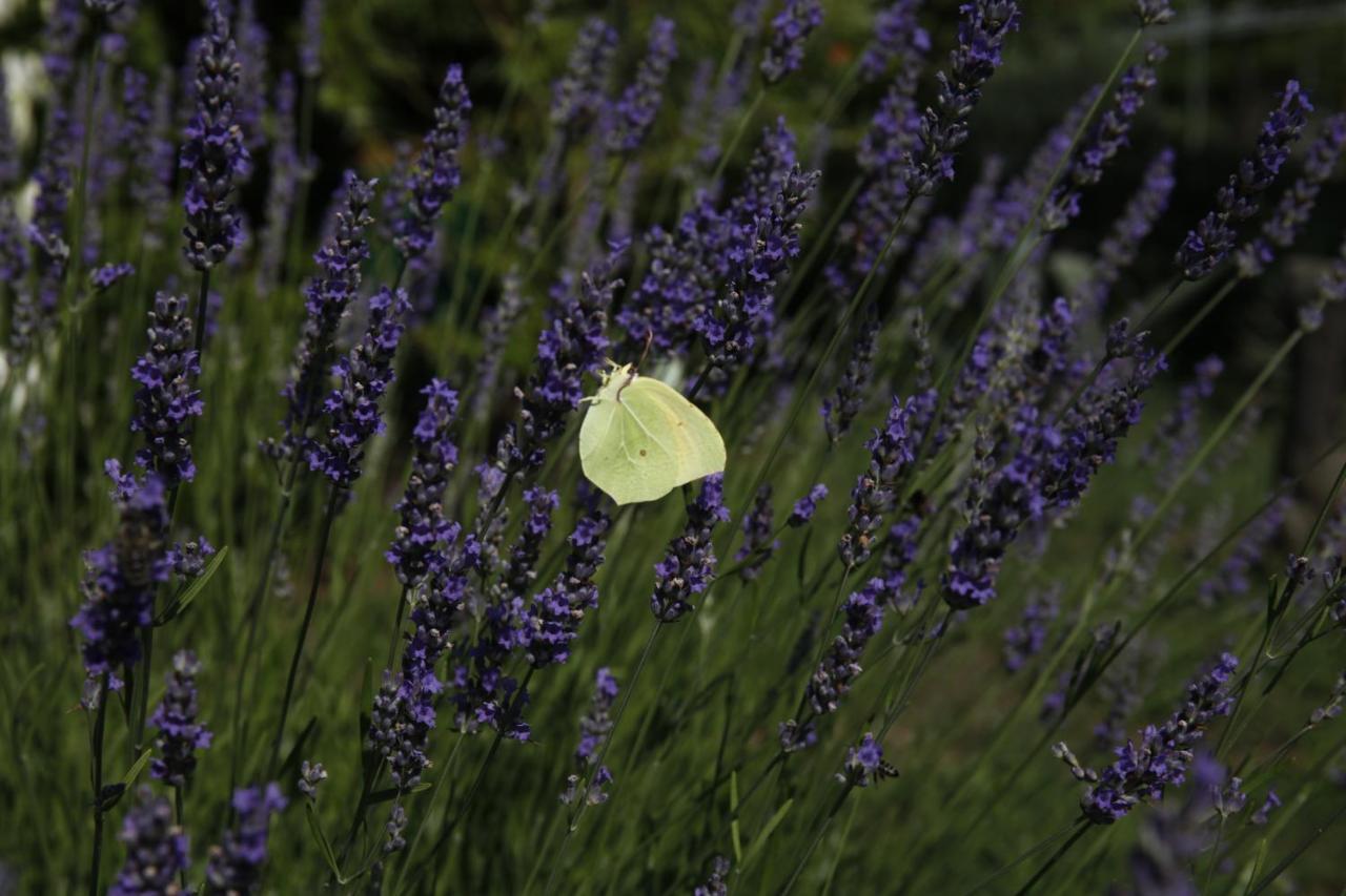 Apartment - Erdgeschoss