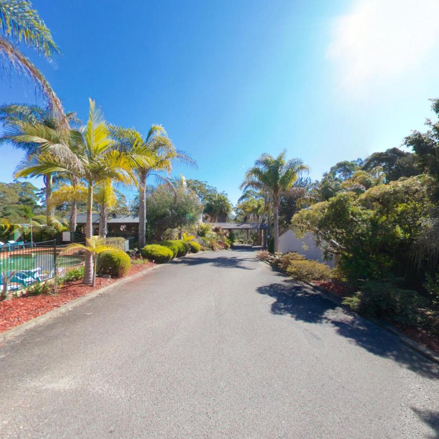 Tall palm trees with yellow fronds stand at dog-friendly Fairway Motor Inn in Pambula.