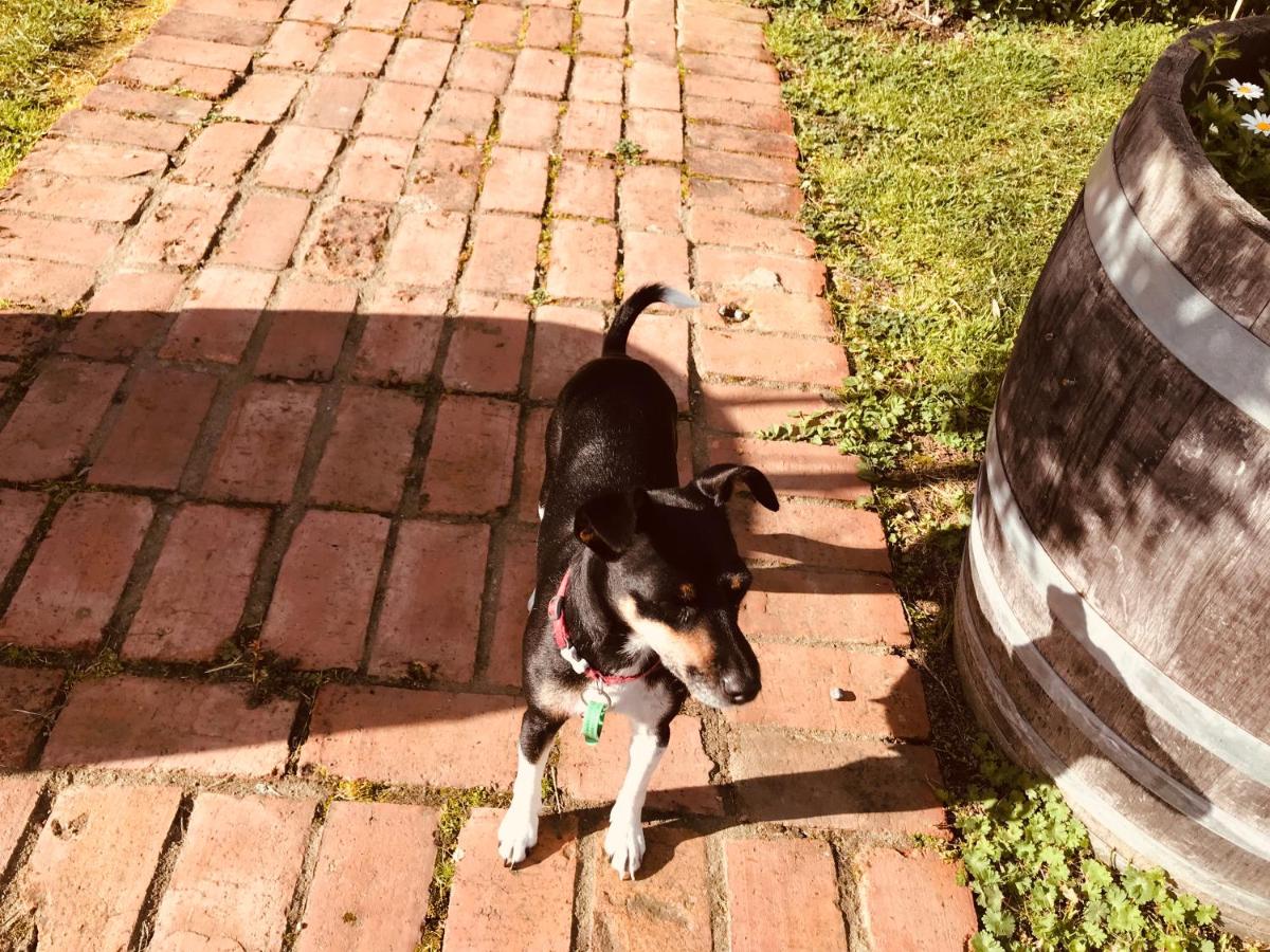 Prodigal Daughter Gourmet Lodge - B&B Martinborough