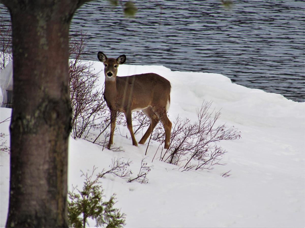 B&B L'Anse-Saint-Jean - Panoramique du Fjord - Bed and Breakfast L'Anse-Saint-Jean