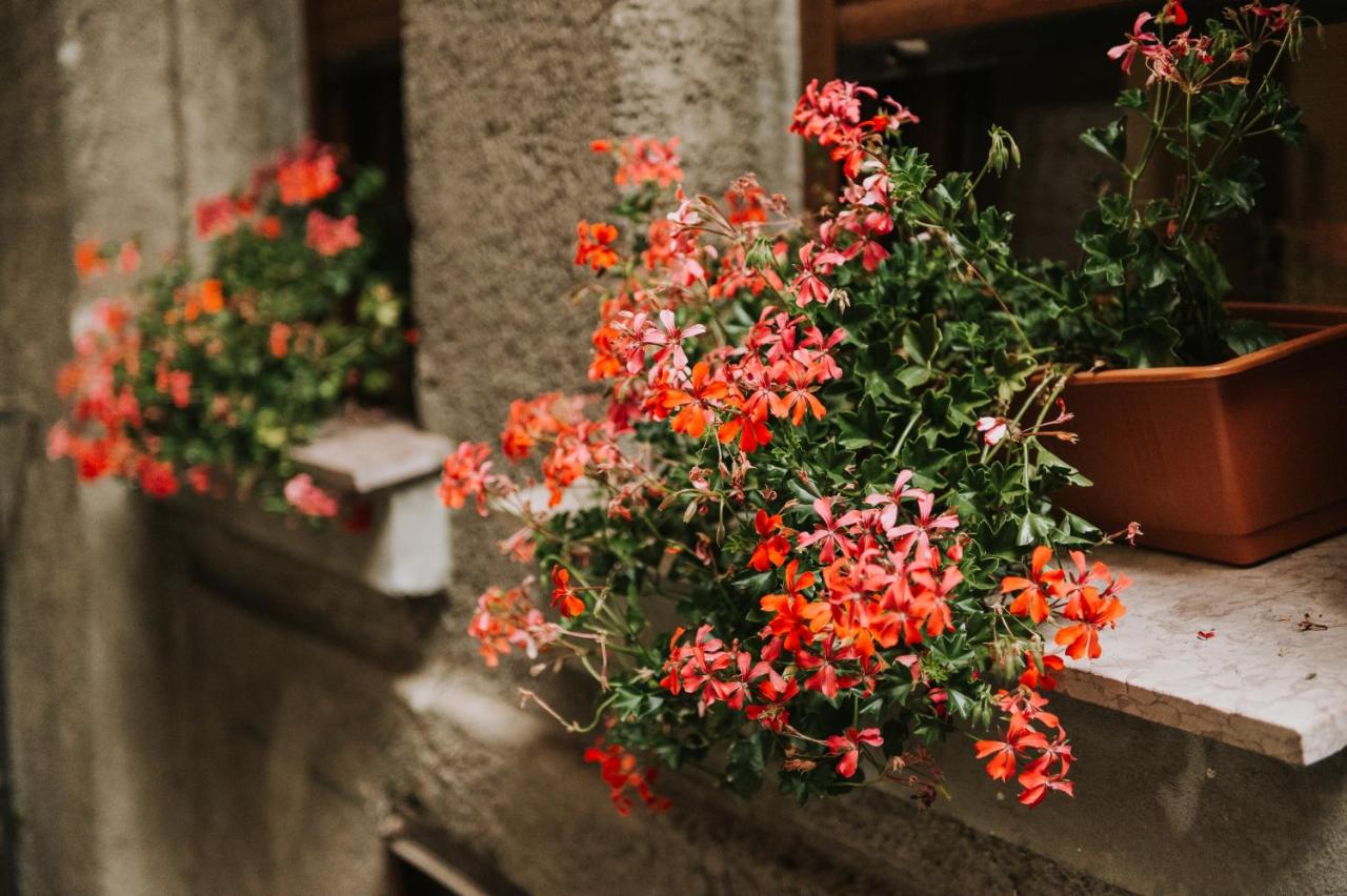 Art Gallery Residence - Chambres d’hôtes Braşov