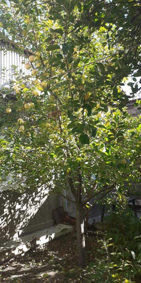 Guest House OTILIA - Ferienwohnung Gjumri