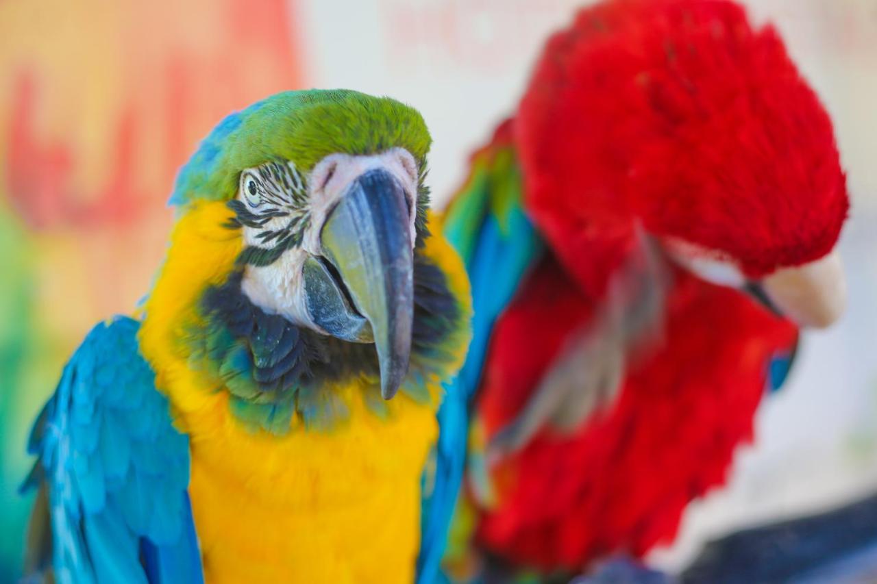 Blue-and-yellow macaw with green forehead and large beak perches at dog-friendly Le Domaine Limoune in Oulad Teima.