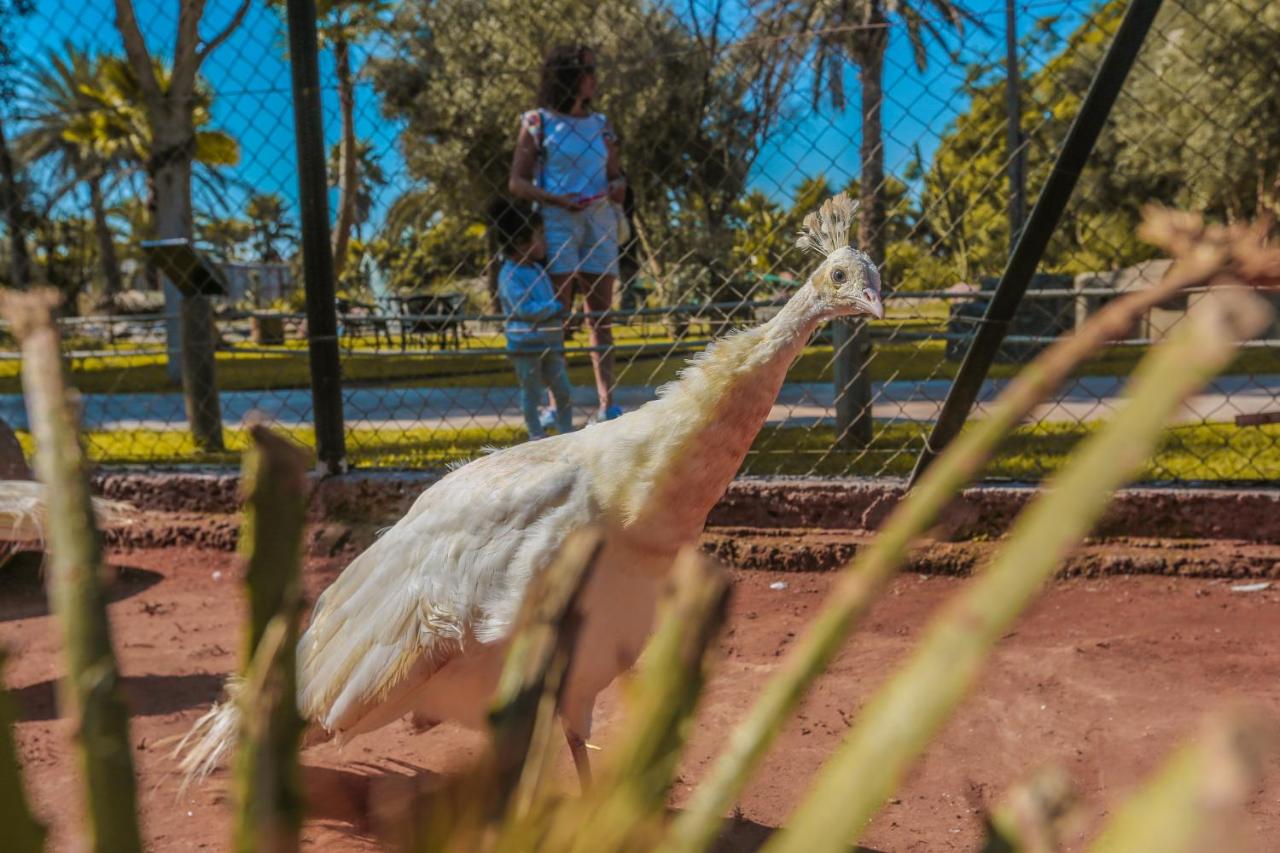 White peafowl with small crest walks at pet-friendly Le Domaine Limoune in Oulad Teima.