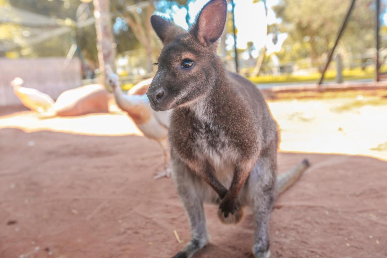 Gray-brown wallaby with lighter chest standing at dog-friendly Le Domaine Limoune in Oulad Teima.