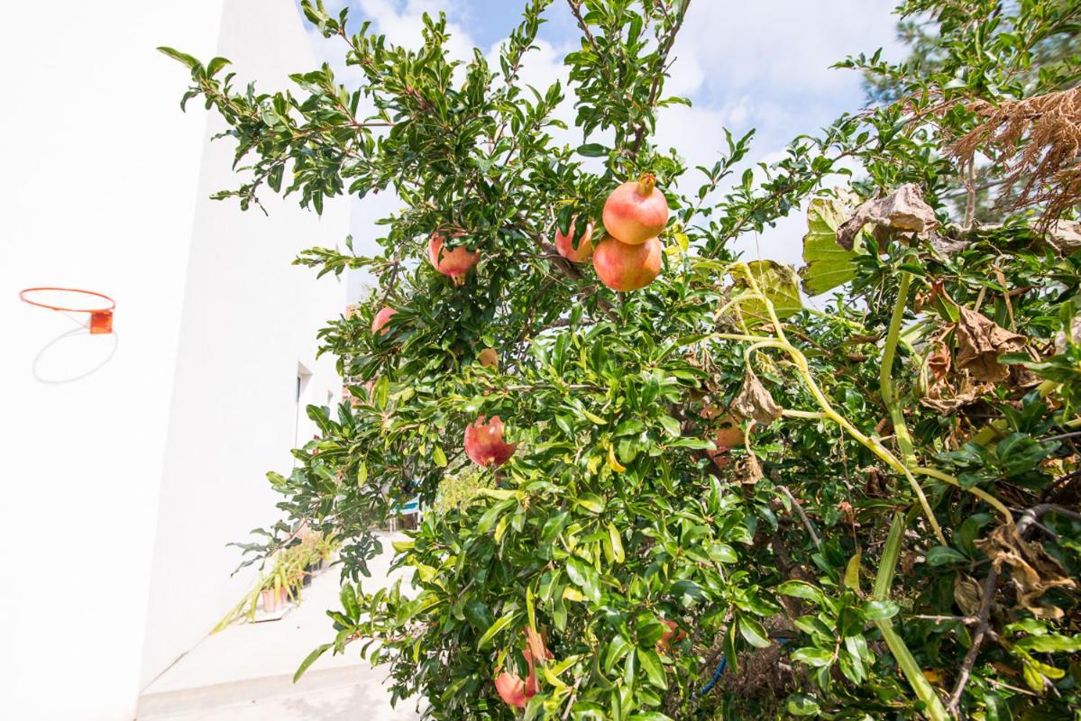 Studios KOULA 2-KOULA - B&B Potós