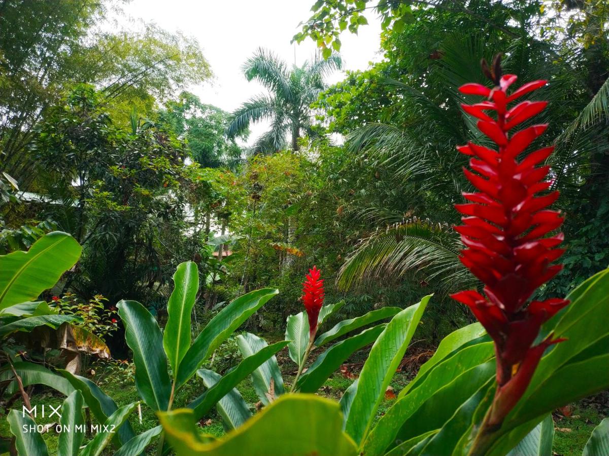 Mission Villas, Big Creek, Isla Colon, Bocas del Toro, Panama - B&B Bocas del Toro