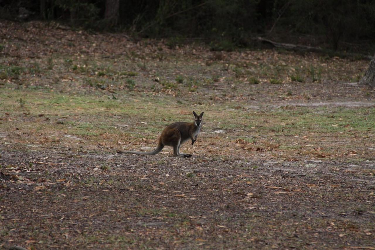 Pindari Tiny Home Kangaroo Valley - B&B