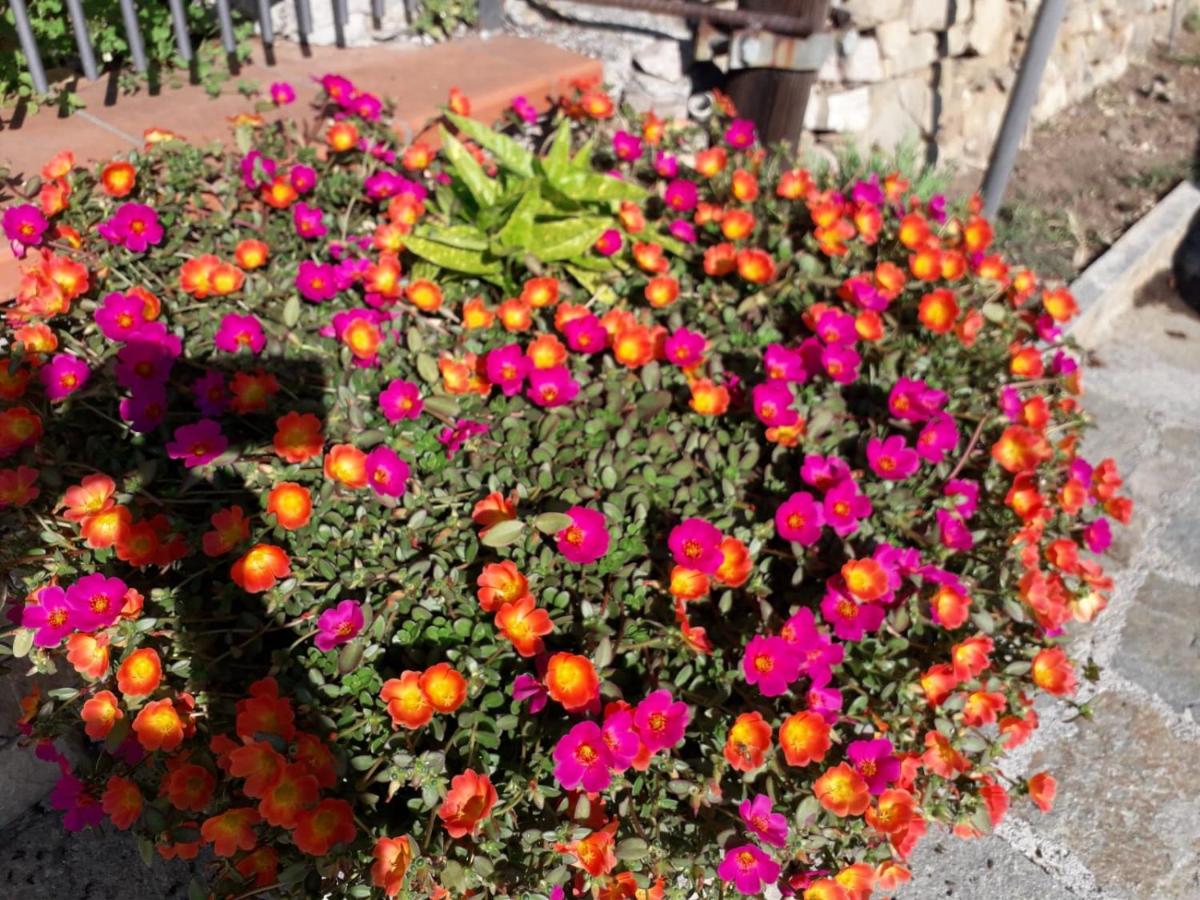 B&B nido sul mare - B&B