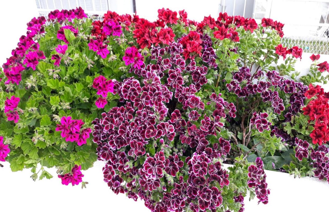 Apartment ANGIE 2 - Marjan Hill - B&B Spalato