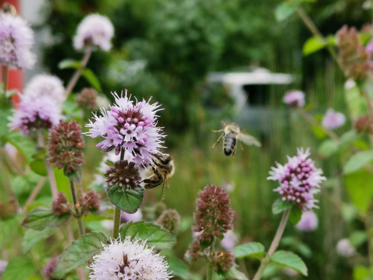Apartment Green Elephant - Ferienwohnung Tettnang