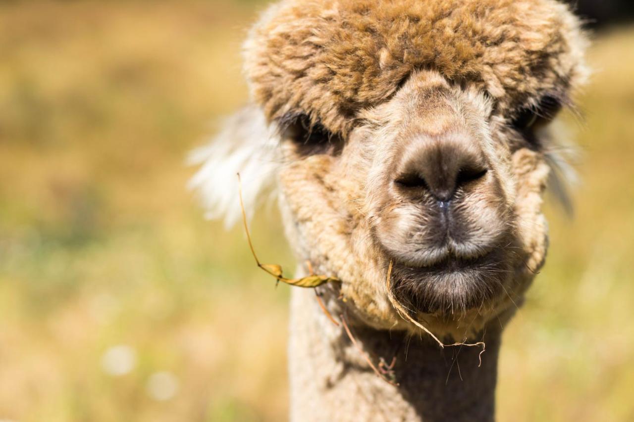 B&B Takaka - Alpacas Off Grid - Eco Cabin - Bed and Breakfast Takaka