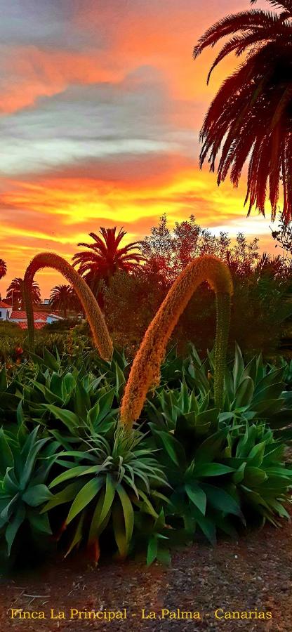King Suite with Balcony