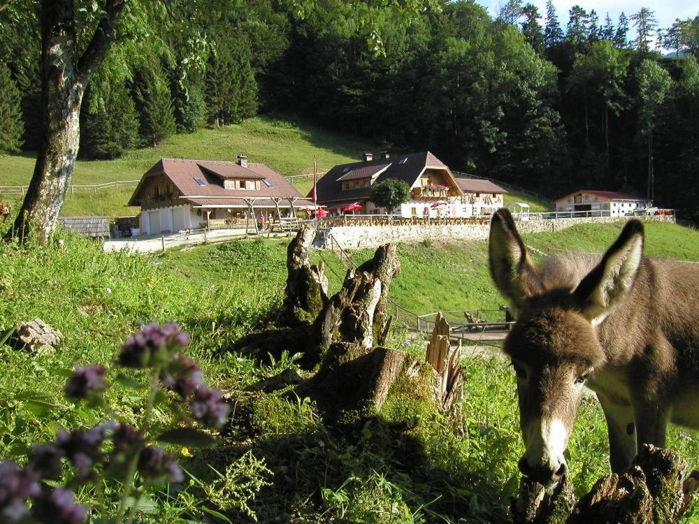 B&B Traunkirchen - Ferienwohnung Hochsteinalm - Bed and Breakfast Traunkirchen