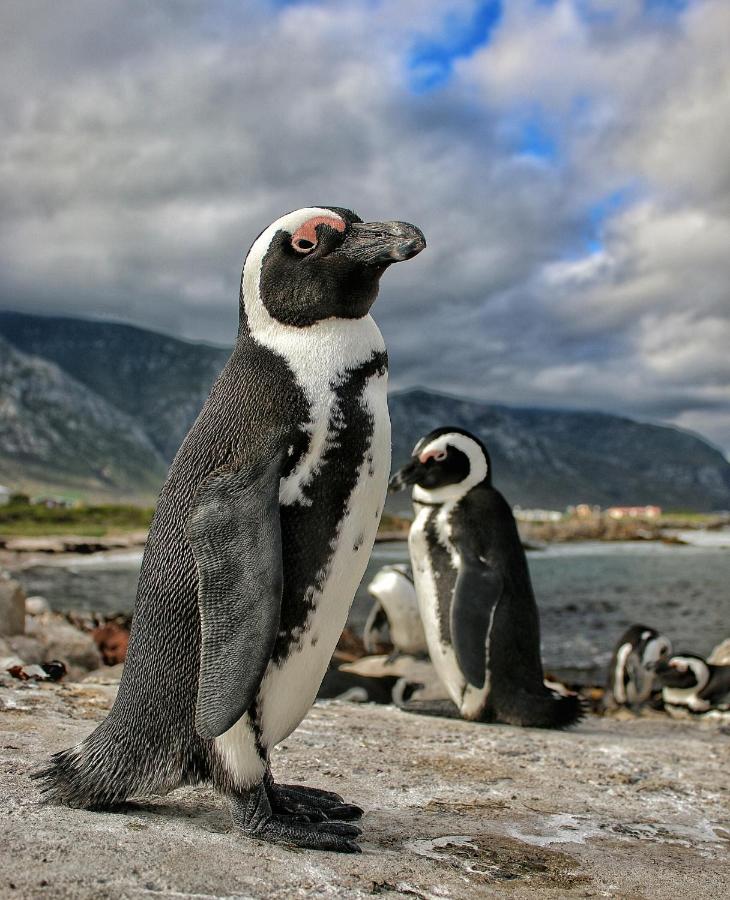 The Trailhouse - B&B Betty’s Bay