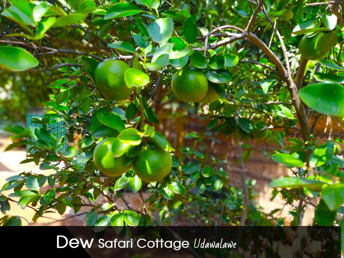 Dew Safari Cottage - B&B