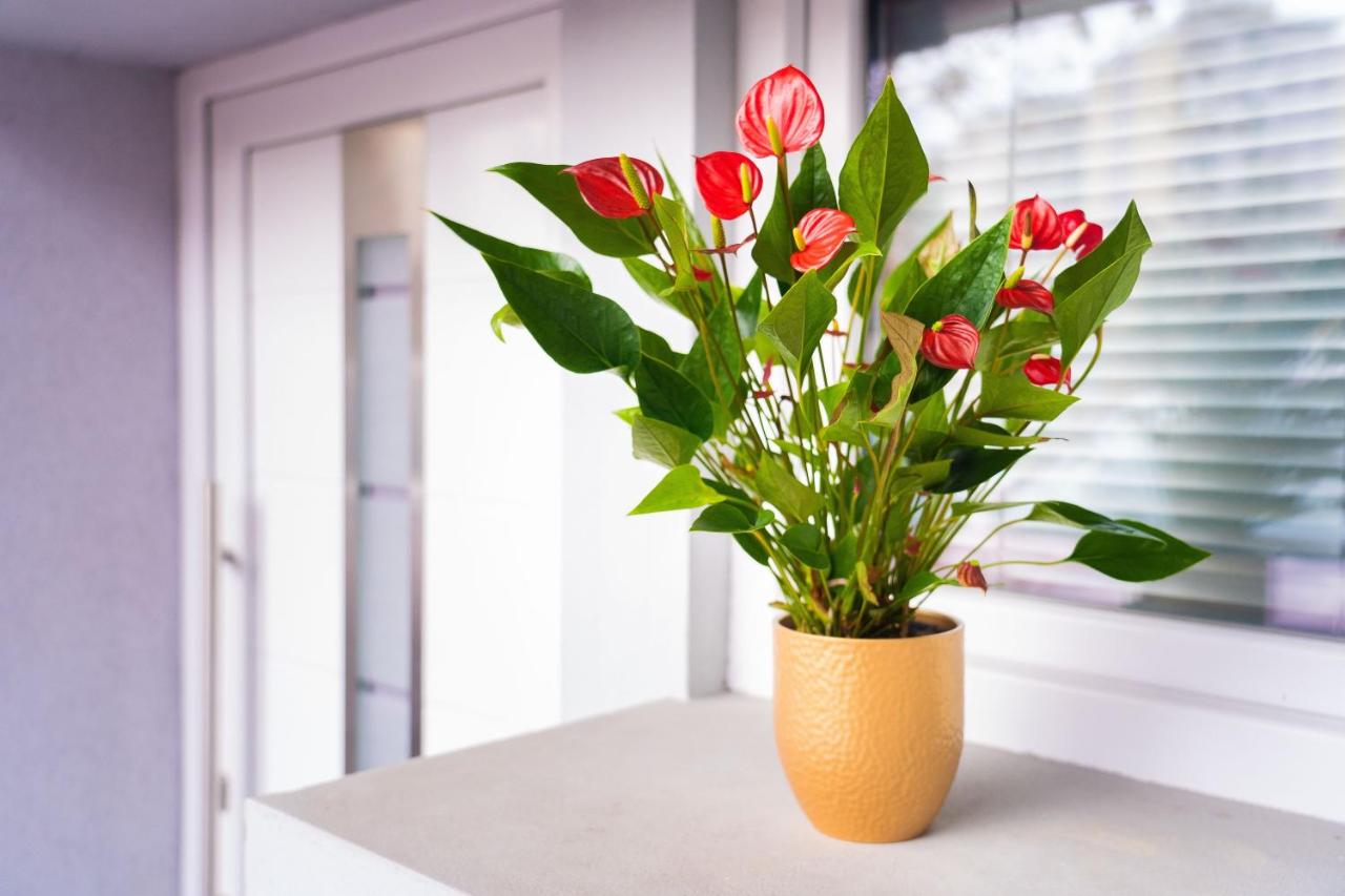 Apartment Pod velbi - B&B Lubiana