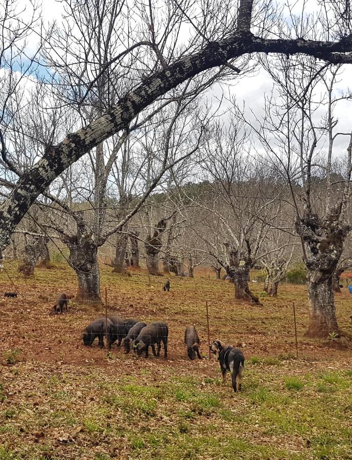 Finca la Viriñuela - Chambres d’hôtes