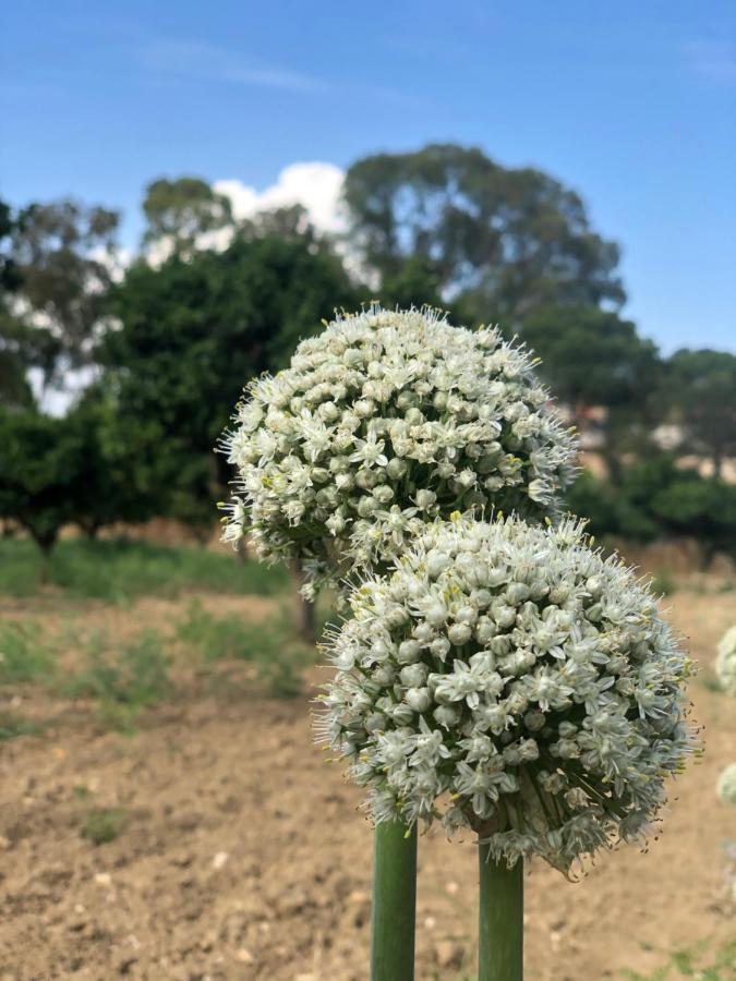 AGRIALMA - B&B