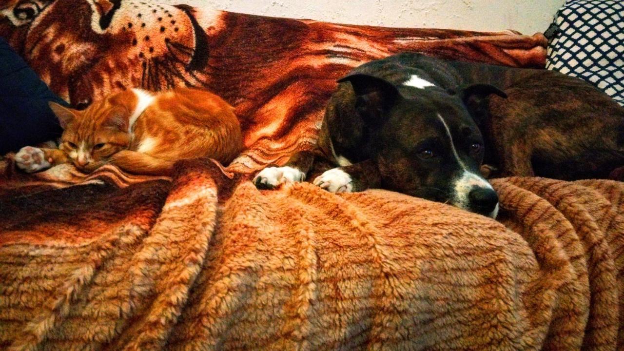 Zen Harmony House Sydney - B&B Sídney