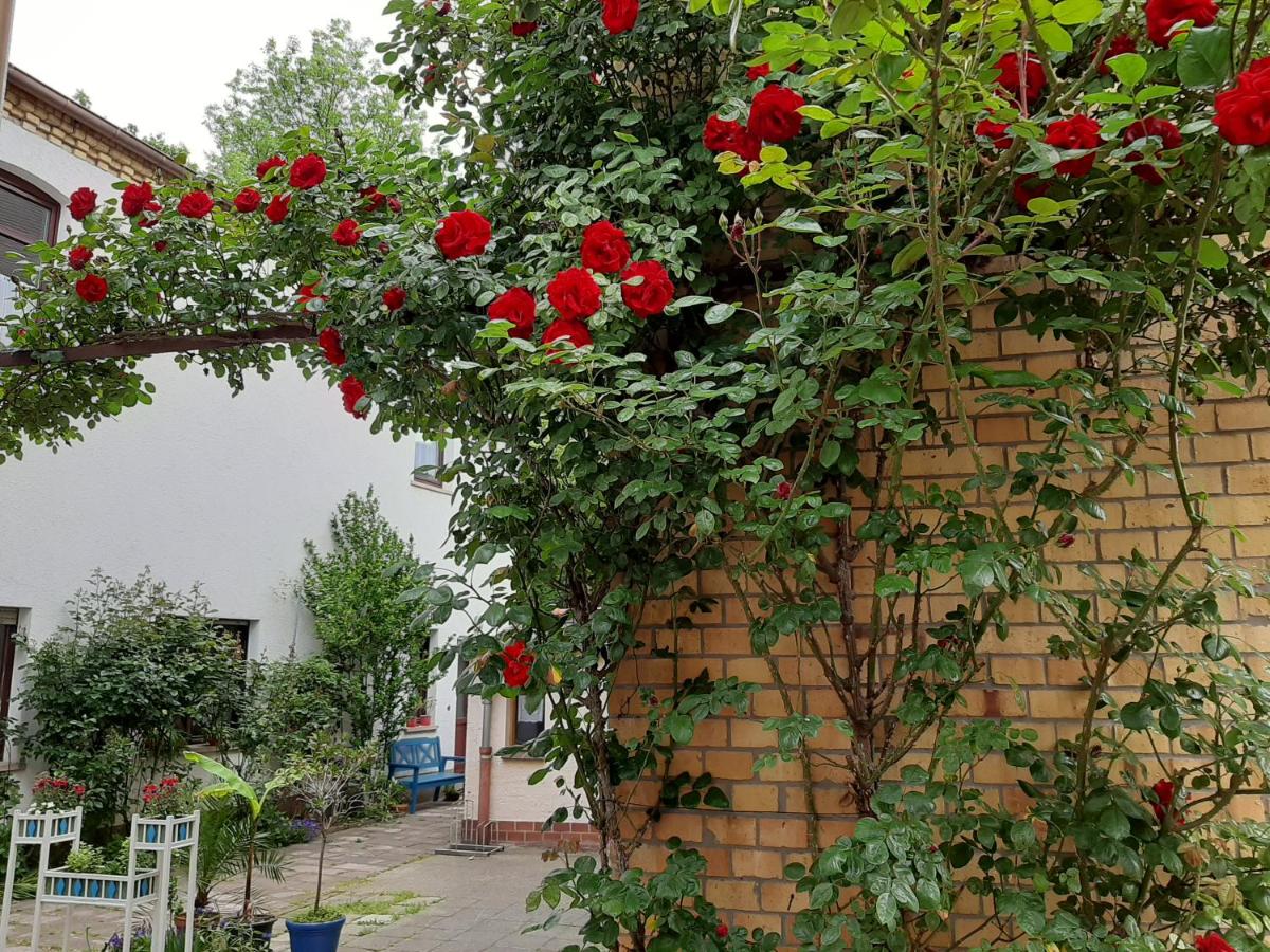 Fewo Rosenblüte am Stadtpark - B&B