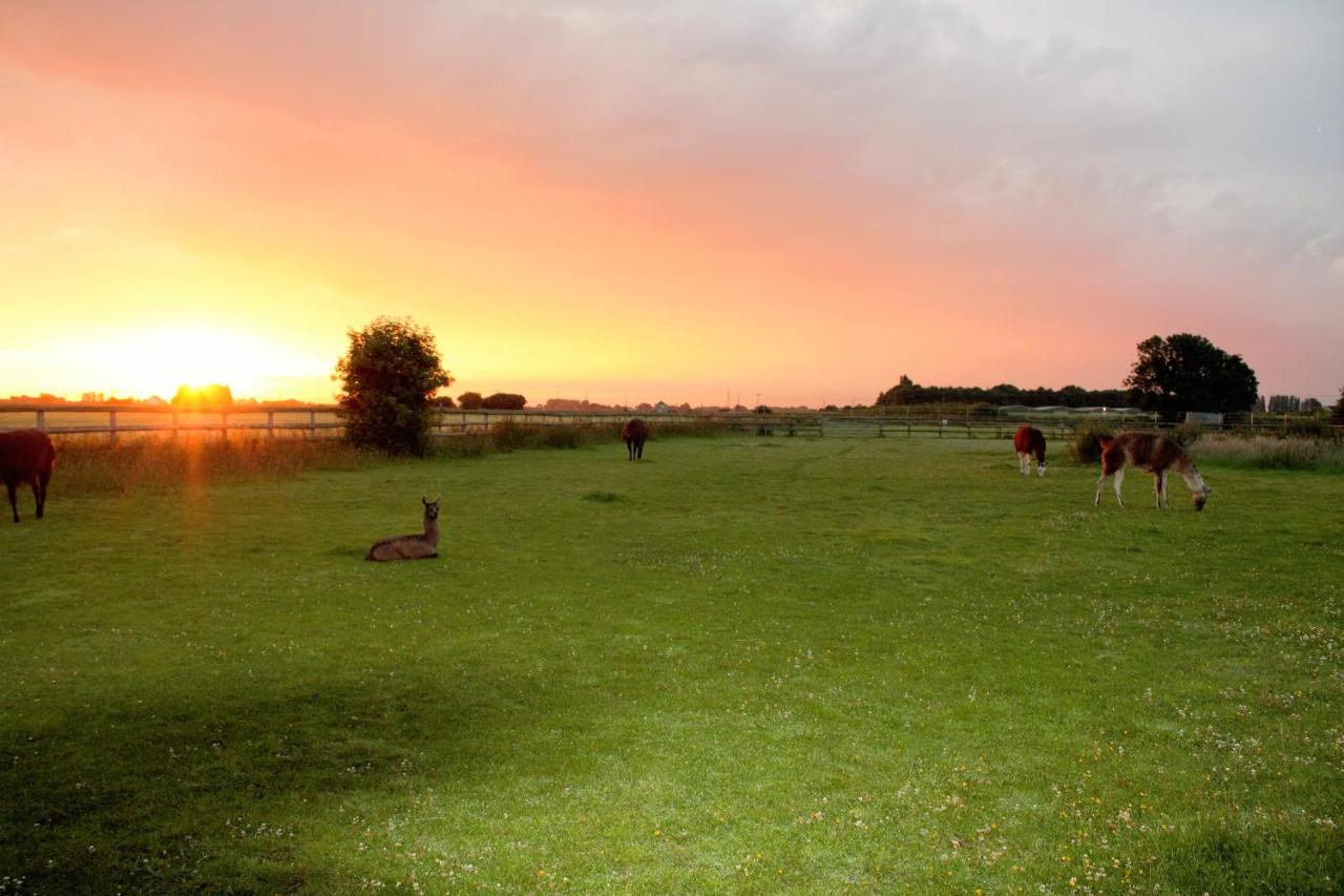 B&B Wisbech - Glamping with Llamas - Bed and Breakfast Wisbech