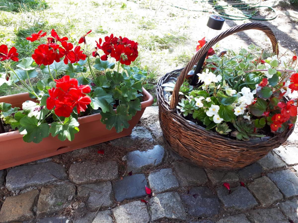 Family House - B&B Buşteni