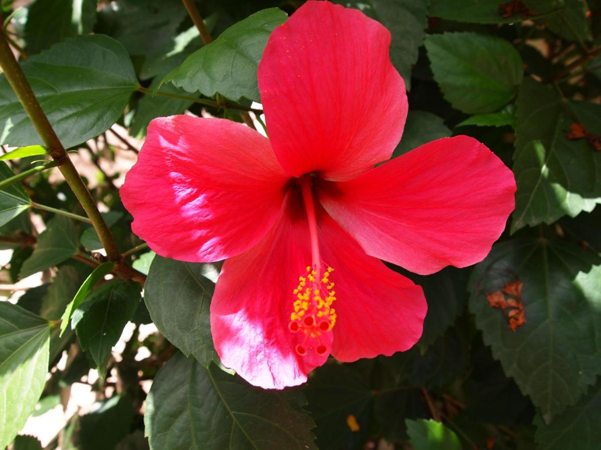 Suite Hibiscus