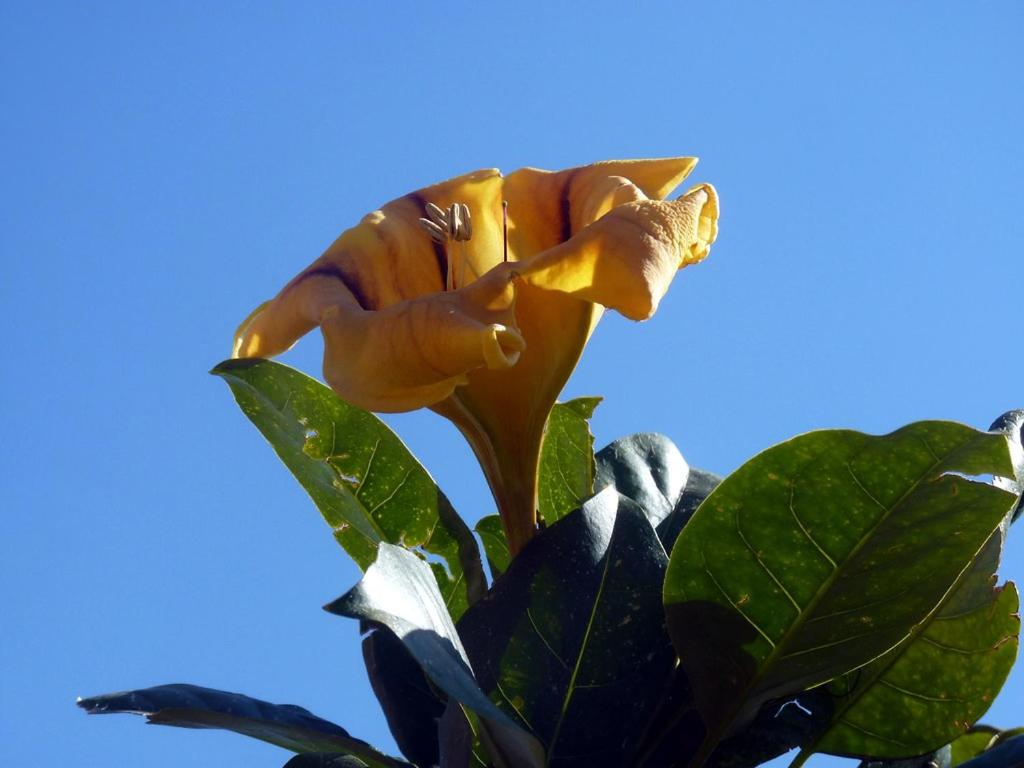Sea Side Solandra - B&B Praiano