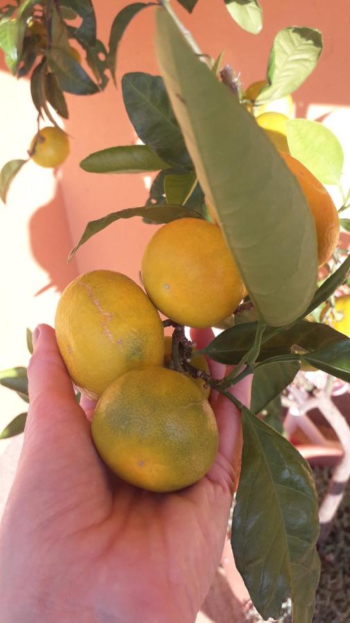 Apartman Lena Umag - B&B Umago