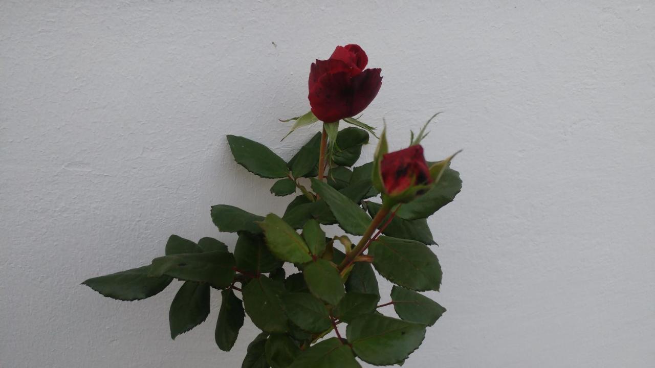 Ferienwohnung Gartenblick - B&B