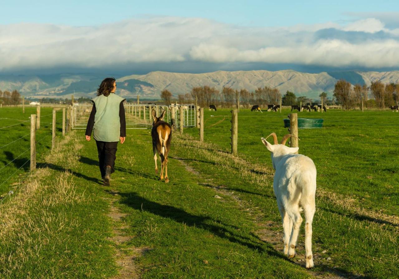 B&B Palmerston North - Penhaven Farm Stay - Bed and Breakfast Palmerston North