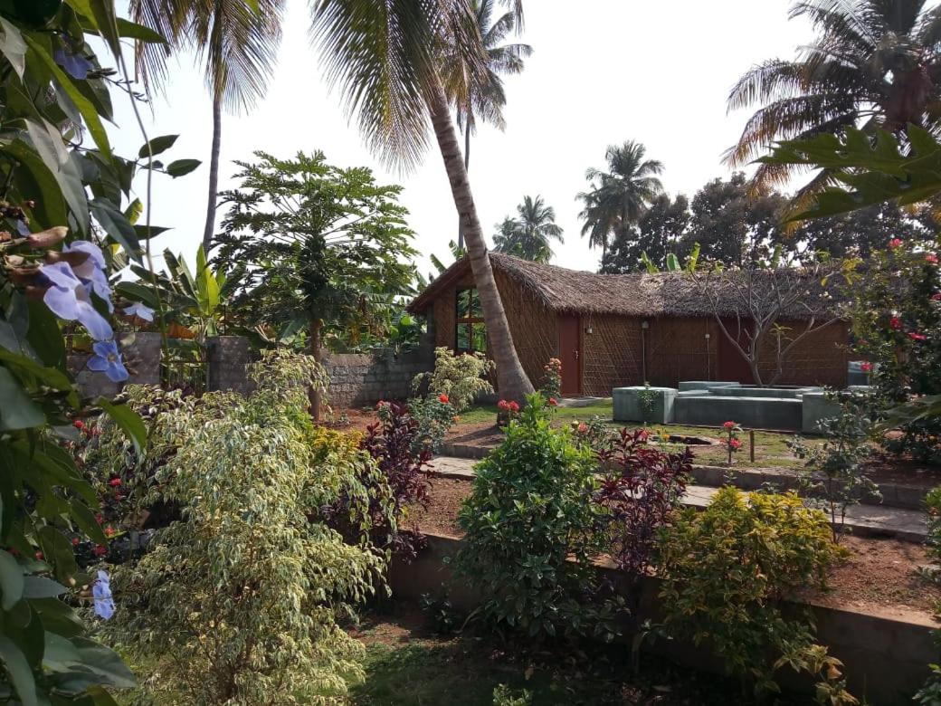Little Banana Homestay - B&B