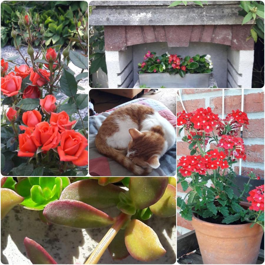 B&B 't Gezellig Huizeke - B&B Zoersel