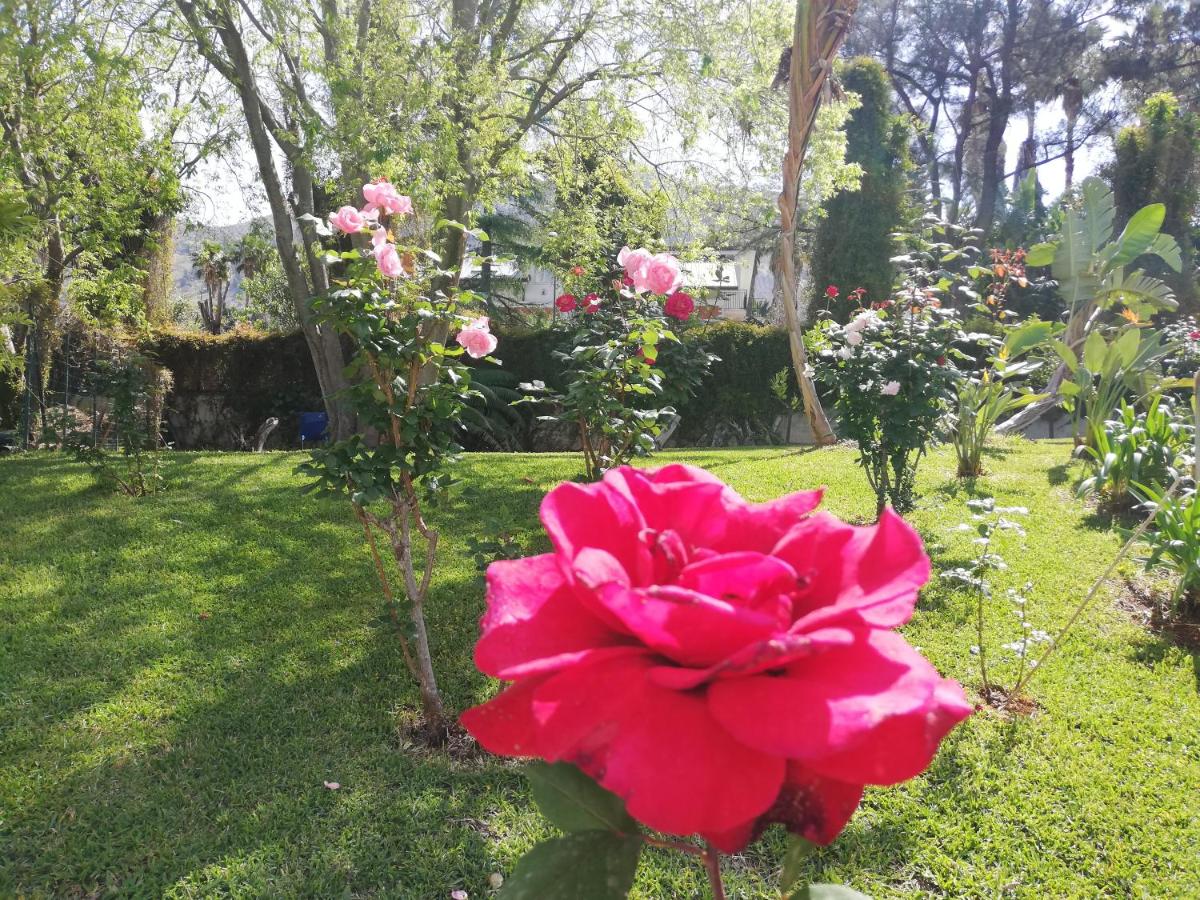 Appartamento Deluxe con 1 Camera da Letto e Vista Giardino